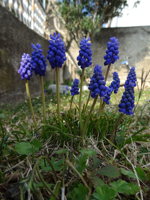 Muscari neglectum - Asparagaceae